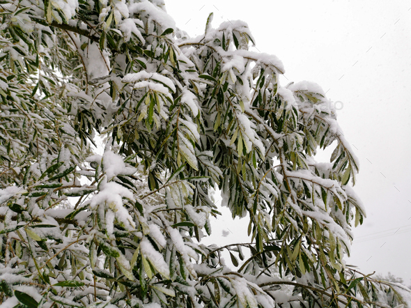 Snow covered olive tree leaves and branches. Climate change phenomena in subtropical Greece