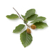 Fresh beech tree twig with a pair of beech nuts on white background - PhotoDune Item for Sale