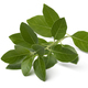 Twig of green ashwagandha plant on white background - PhotoDune Item for Sale