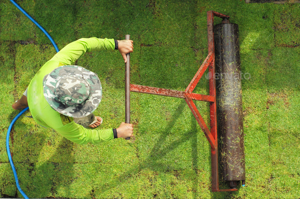 Top view worker pushes the heavy steel drum on the grass field during growing process