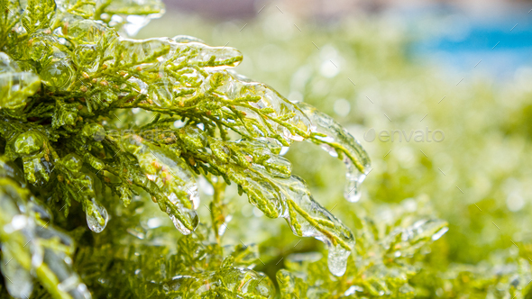 Green Plants in the ice after a natural cataclysm.  - Stock Photo - Images