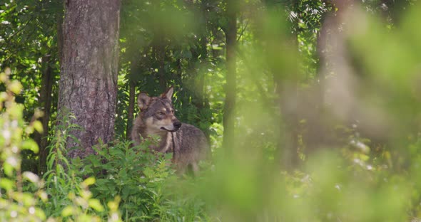 Large Grey Wolf Looking After Rivals and Danger in the Dense Summer Forest