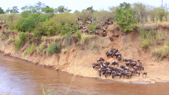 Confusion as Wildebeest herd gather to cross muddy Mara River, Kenya alt