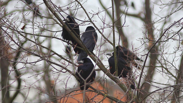 Ravens in Tree 1