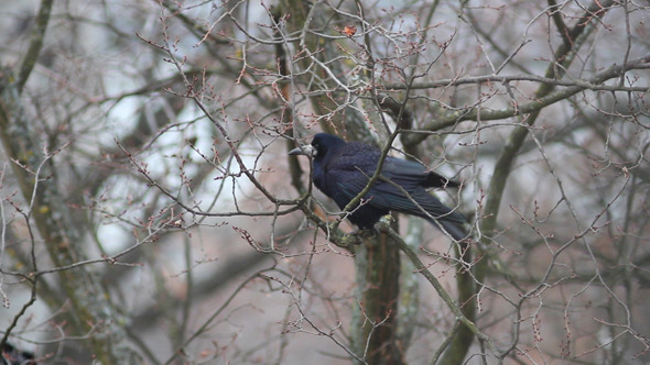 Ravens in Tree 2