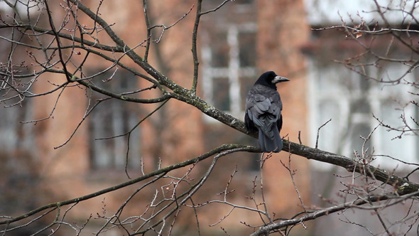 Ravens in Tree 6