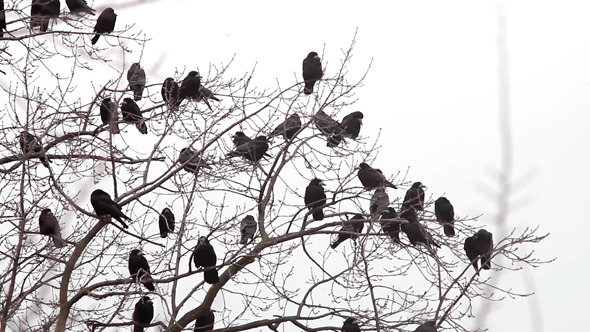 Ravens in Tree 7