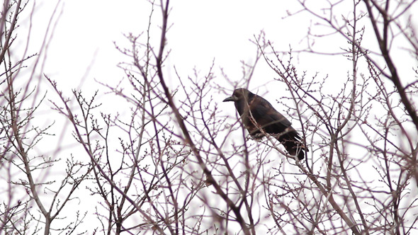 Ravens in Tree 8