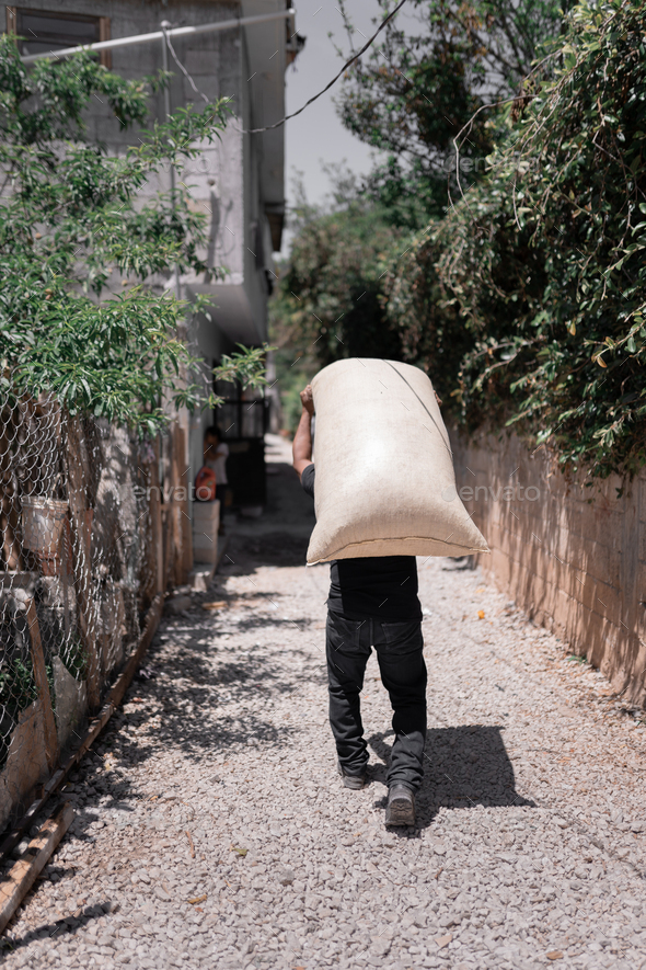 An Hispanic farmer is carrying a coffee sack on his back
