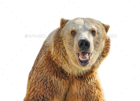 Close-up of Grizzly Bear smiling in large zoo, captive setting (shallow focus).