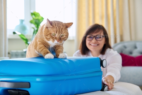 Sad ginger cat lying on suitcase of owner middle-aged woman - Stock Photo - Images
