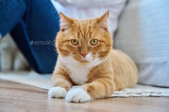 Old red cat lying at home on the floor - Stock Photo - Images