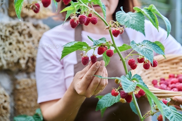 Close-up of woman hands harvesting ripe raspberries in garden - Stock Photo - Images