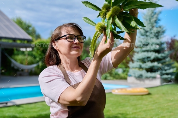 Woman touching chestnut fruit on a tree in garden - Stock Photo - Images