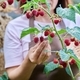 Close-up of woman hands harvesting ripe raspberries in garden - PhotoDune Item for Sale