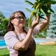 Woman touching chestnut fruit on a tree in garden - PhotoDune Item for Sale