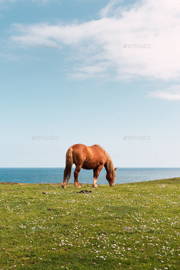 horse grazing calmly in the field