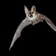 Flying Grey long eared bat - PhotoDune Item for Sale