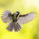 Bird in flight on bright green background crop - PhotoDune Item for Sale