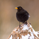 Common Blackbird  perched on stump with snow - PhotoDune Item for Sale