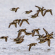 Flock of migrating Eurasian teal - PhotoDune Item for Sale