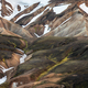 mountain iceland Laugavegur hiking - PhotoDune Item for Sale