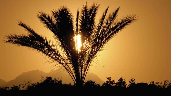 Palm Tree at Sunset. Silhouette of Exotic Palm Tree on a Background of Sun and Mountains alt