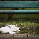Lost cat sleeping under bench - PhotoDune Item for Sale
