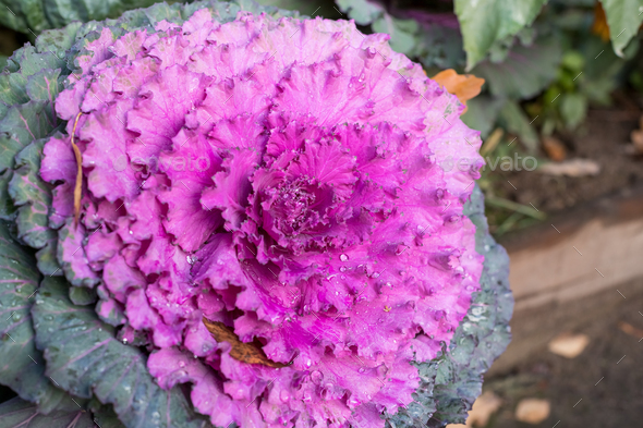 Close Up Image Of Decorative Fall Kale Cabbagefresh Violet Cabbage Brassica Oleracea Plant 9691