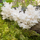 Delicious edible white mushroom Coral Hericium - PhotoDune Item for Sale