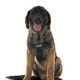 puppy Leonberger in studio - PhotoDune Item for Sale