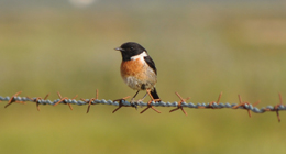 Wild Life Photography