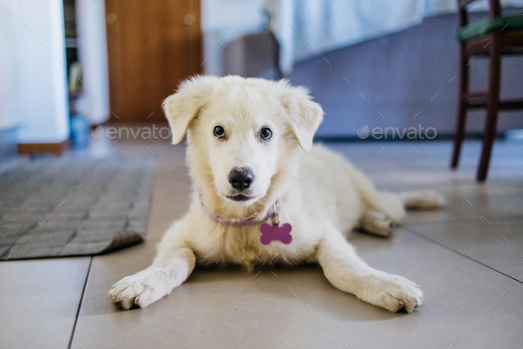 Maremma shepherd puppy dog at home - Stock Photo - Images