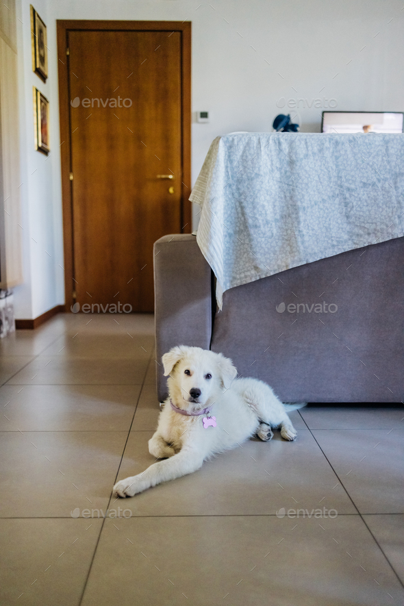 Young white maremma sheepdog indoors at home - Stock Photo - Images
