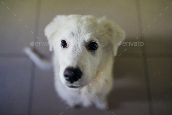 Portrait of puppy of white Maremma Sheepdog - Stock Photo - Images