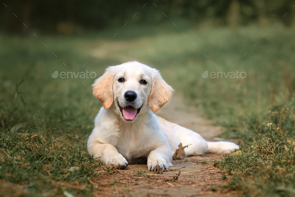 Small best sale golden labrador