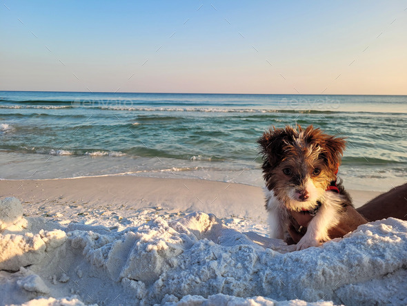 Puppies first steps on sandy beach.