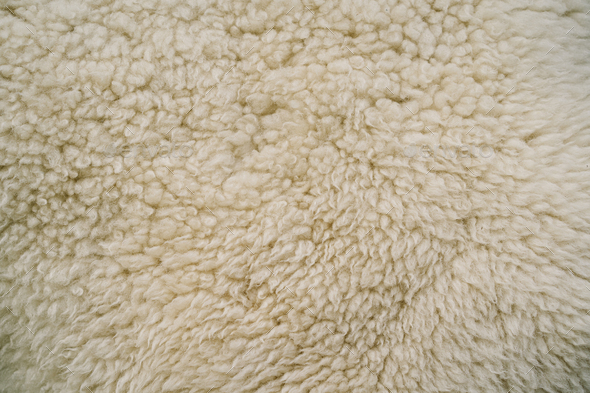 Natural fluffy fur sheep wool skin texture. Sheepskin Background