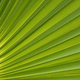 Detail of palm leaf with sun light - PhotoDune Item for Sale