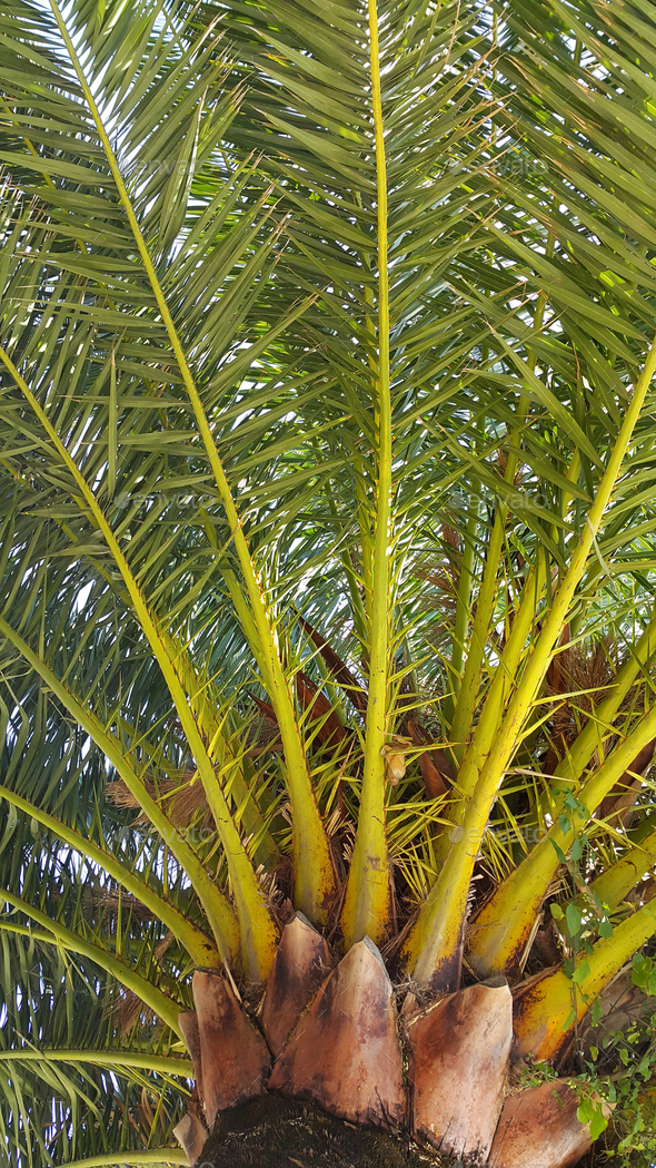Branches of big palm tree Stock Photo by didesign PhotoDune