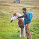 A man and a horse in a meadow - PhotoDune Item for Sale