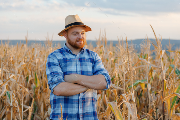 Side view of a young farmer standing in corn field examining crop at ...