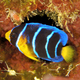 Colorful queen angelfish - PhotoDune Item for Sale