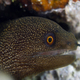 Goldentail Moray Eel in Honduras - PhotoDune Item for Sale