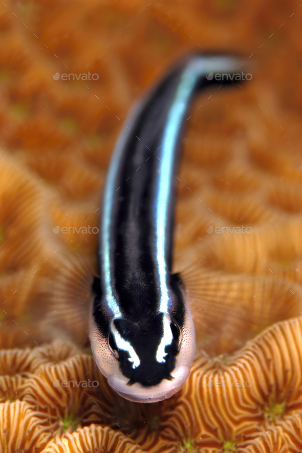 Neon goby cleaner fish