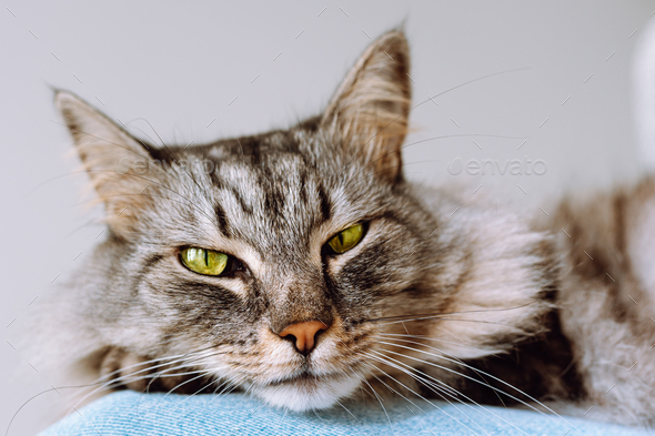 portrait cat breed Maine Coon funny, soft focus on tip of nose Stock ...