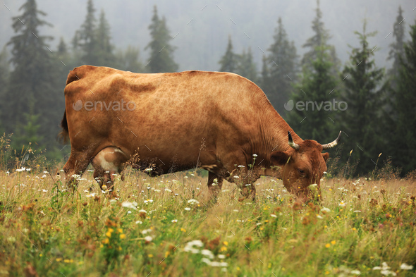 A red cow grazes in a summer meadow with mountains in the background. year of the bull.
