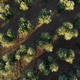 Rows of olive trees seen from above - PhotoDune Item for Sale