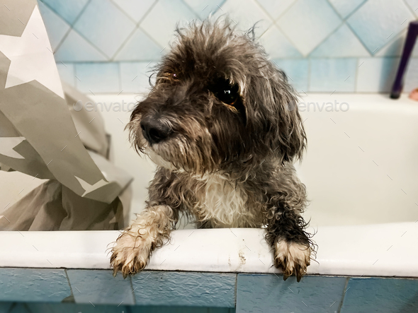 Cute dog in bathtub at home