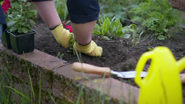 Close Up Gardener Transplanting Blooming Petunia From Pot Into Flower Bed alt